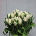 Тюльпан (белый)
